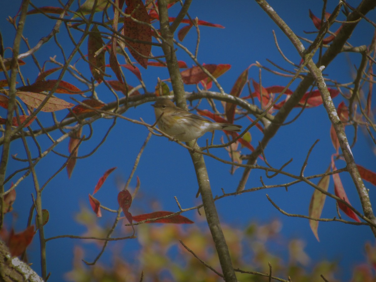 Yellow-rumped Warbler - ML626283807