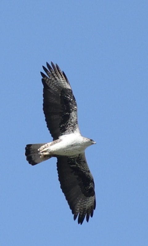 orel jestřábí - ML626283823