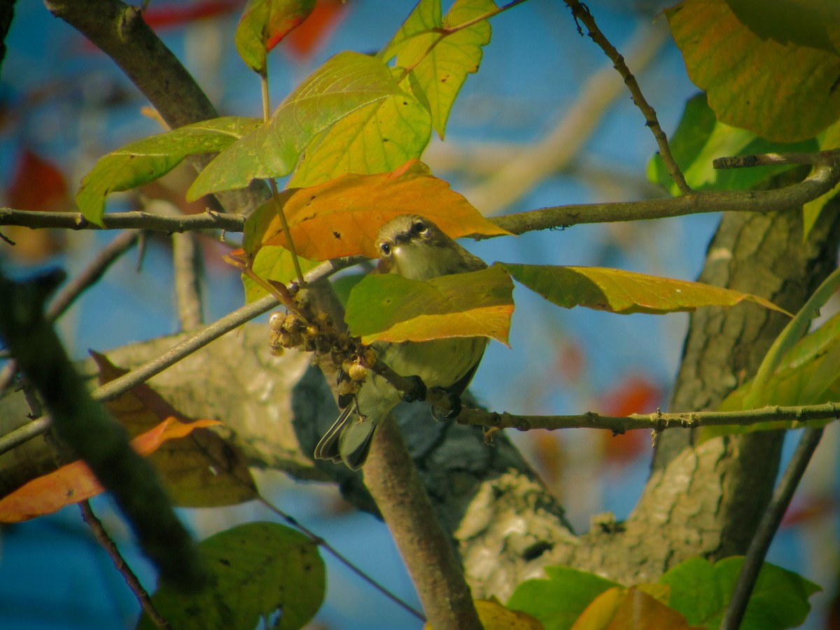 キヅタアメリカムシクイ - ML626283824