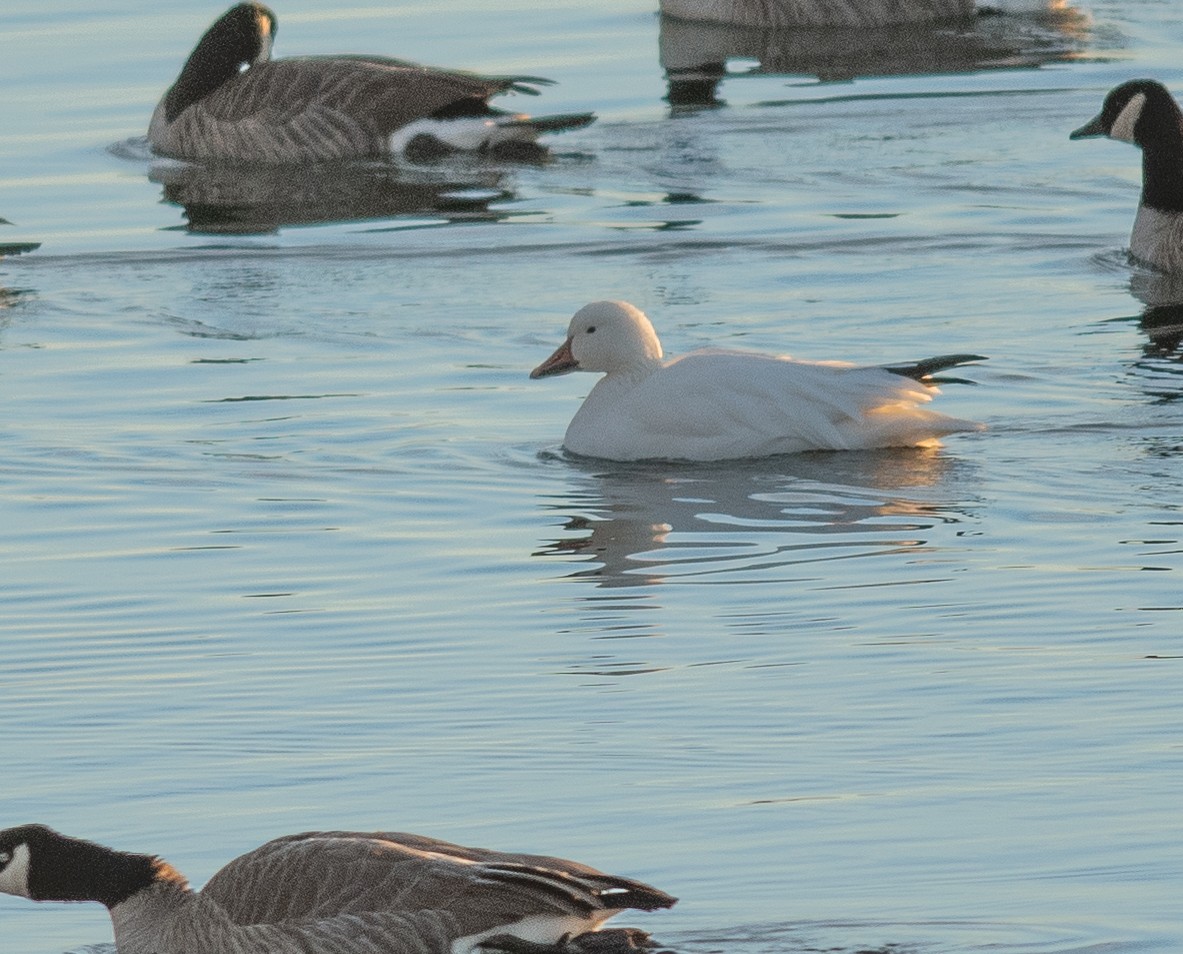 Snow Goose - ML626283827