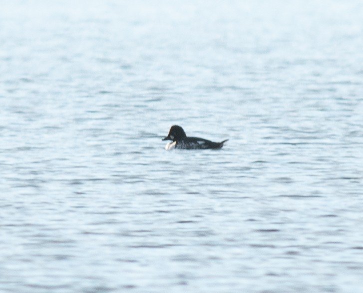 Common/Barrow's Goldeneye - ML626283830