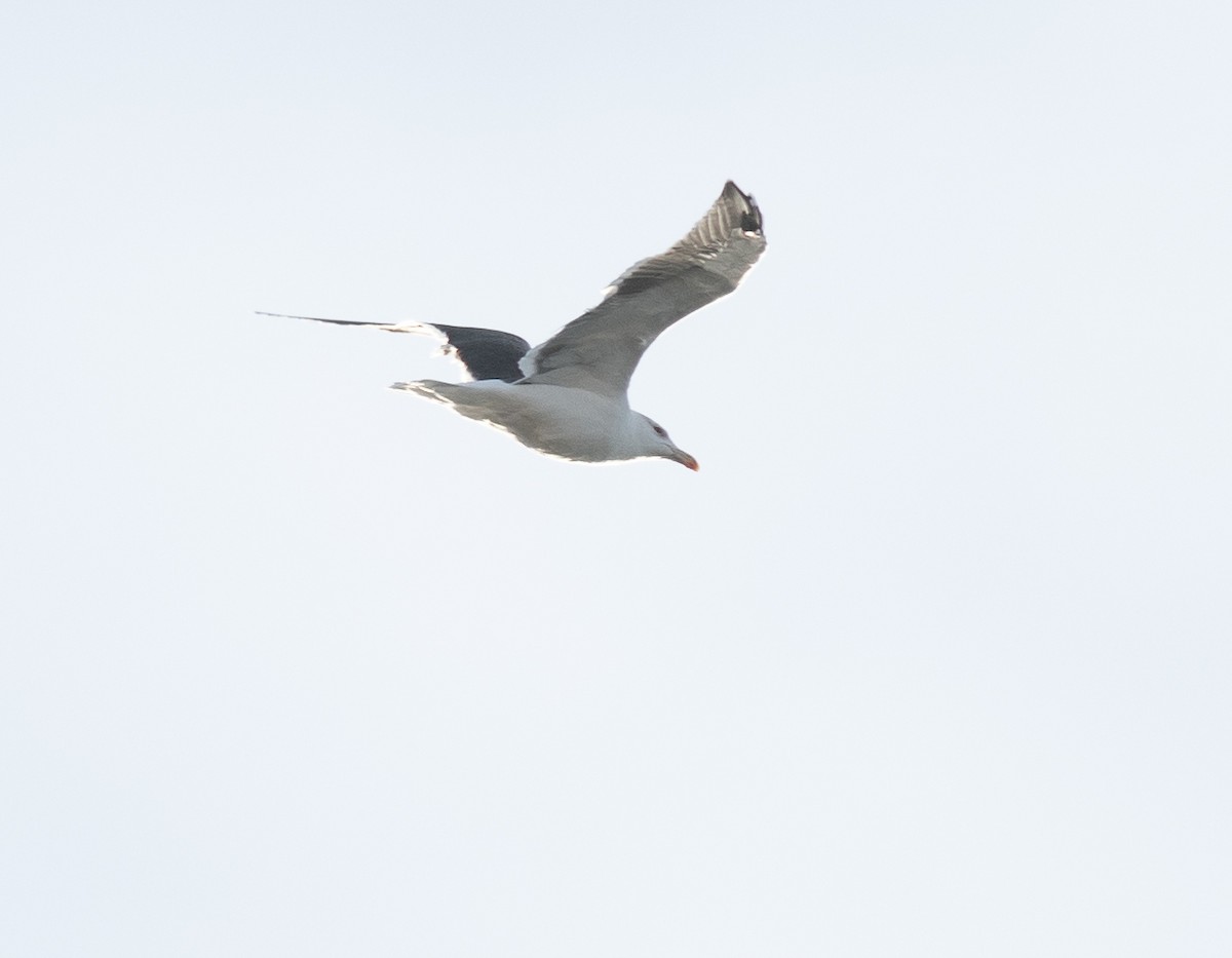 Great Black-backed Gull - ML626283841