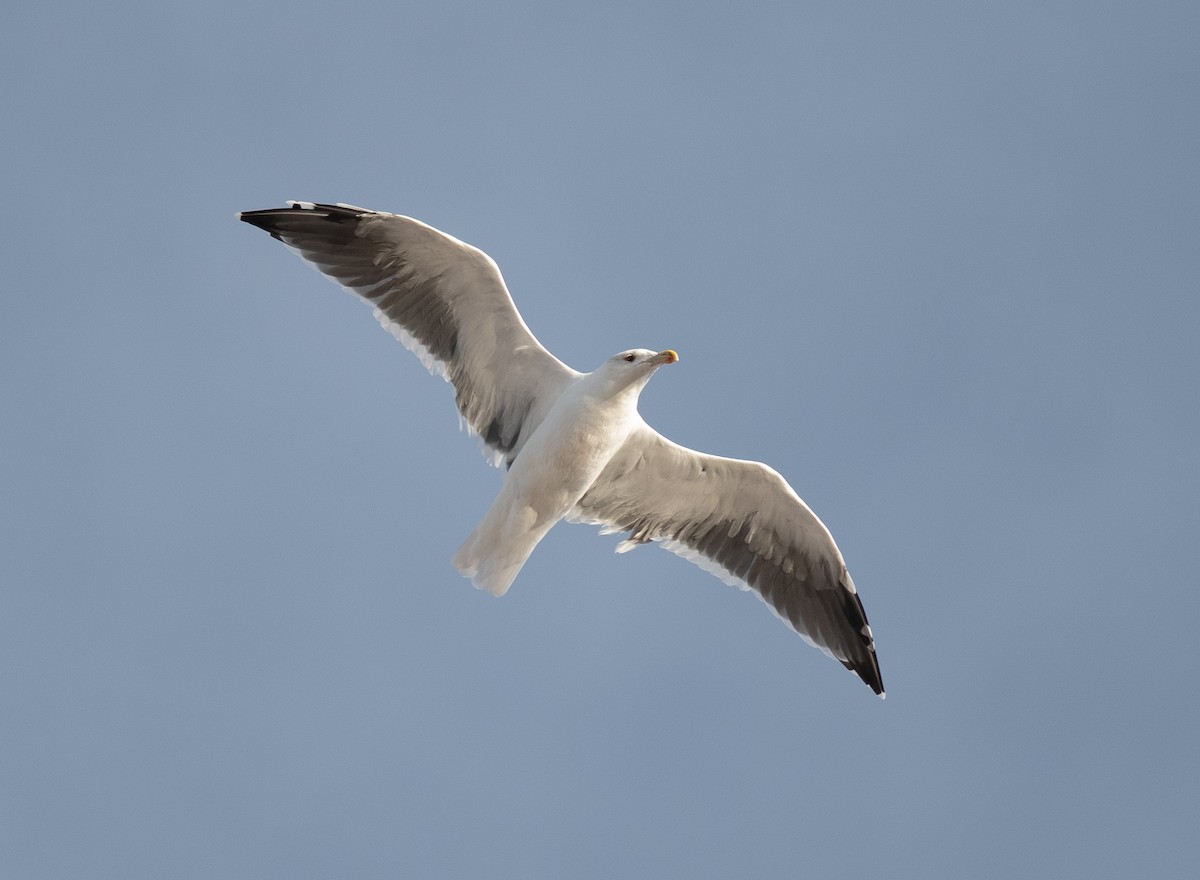 Great Black-backed Gull - ML626283843