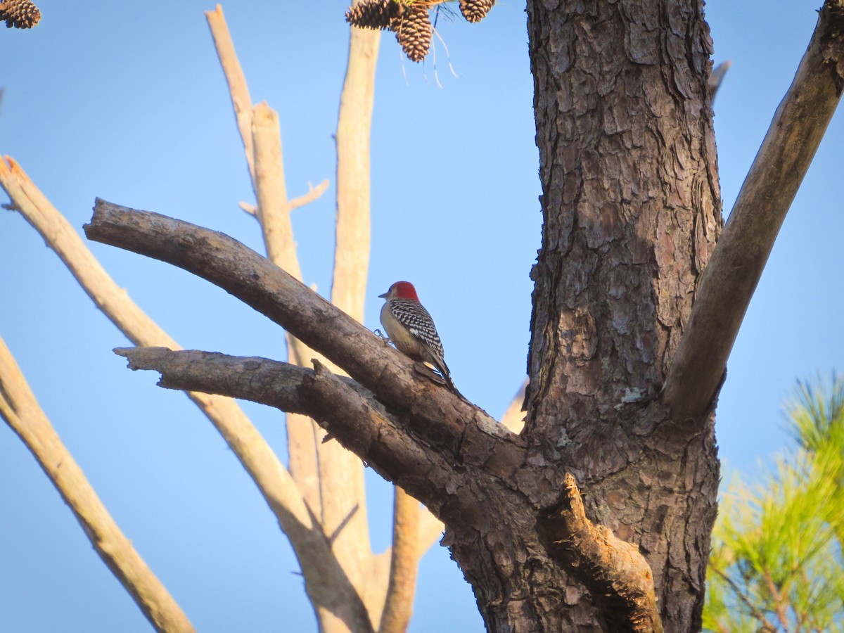 シマセゲラ - ML626283845