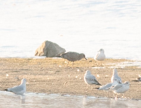 Iceland Gull - ML626283862