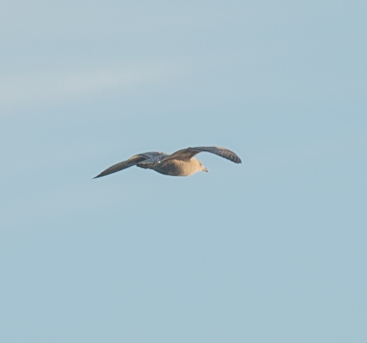 Iceland Gull - ML626283863