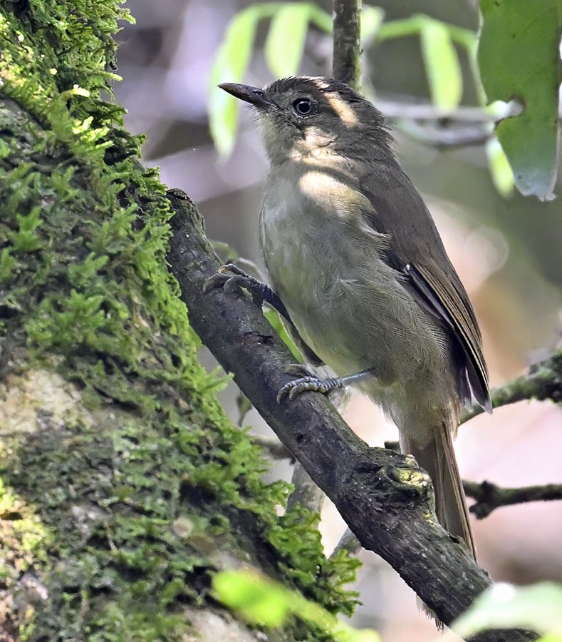 Cabanis's Greenbul - ML626283868