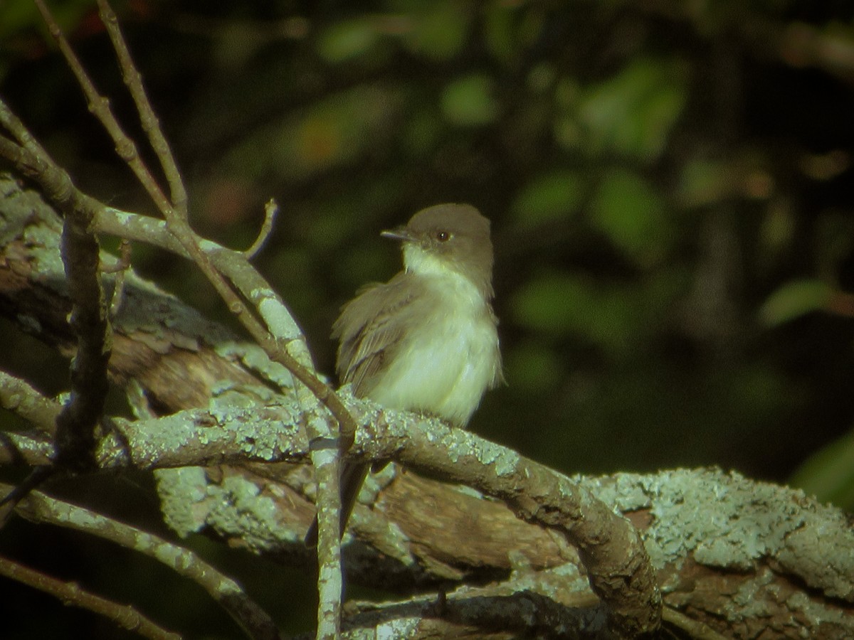 ツキヒメハエトリ - ML626283872