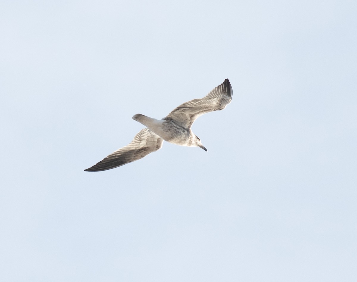 Larus sp. - ML626283873