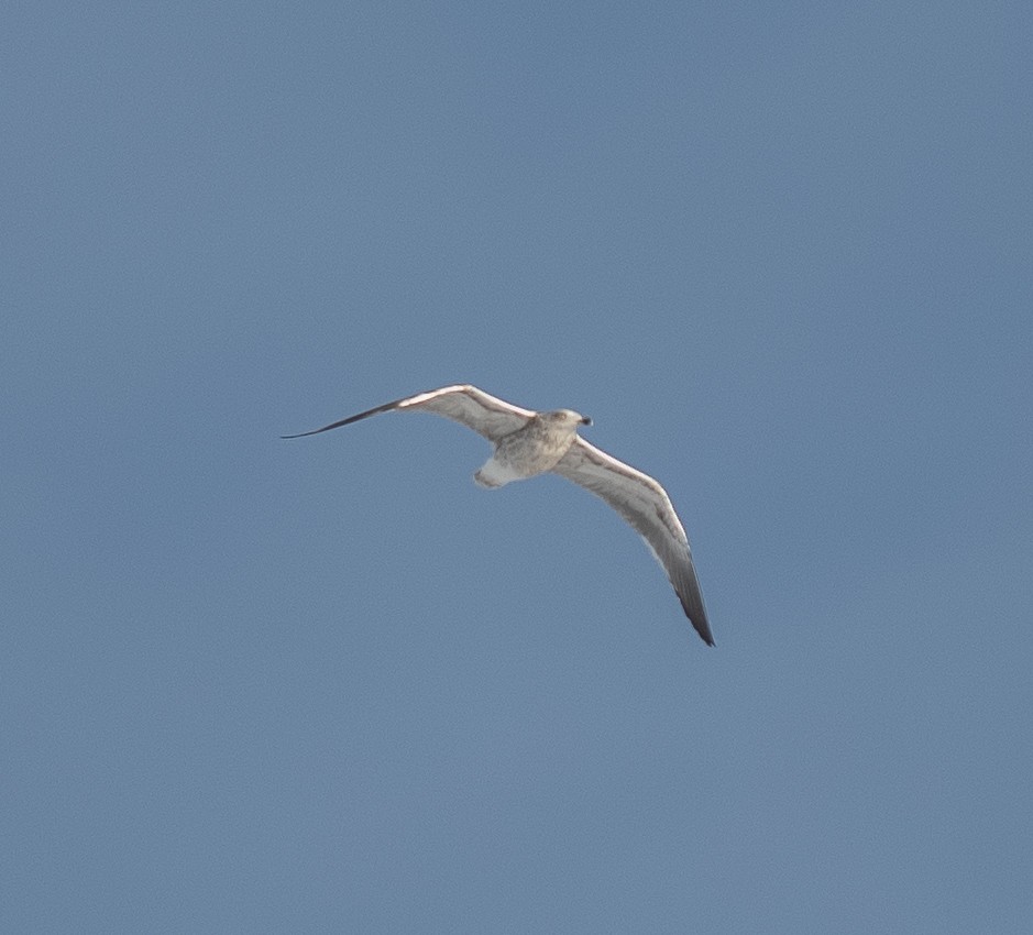 Larus sp. - ML626283874