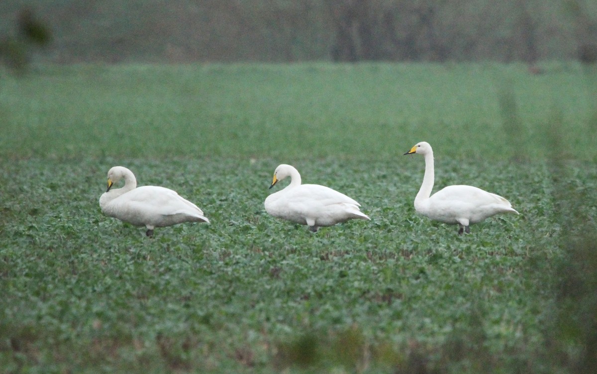 Whooper Swan - ML626283883
