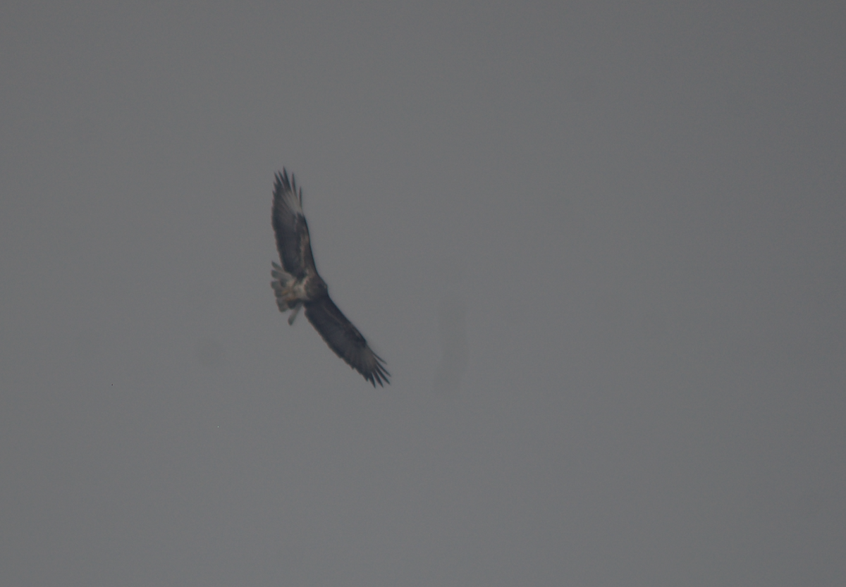 Common Buzzard (Canary Is.) - ML626284023