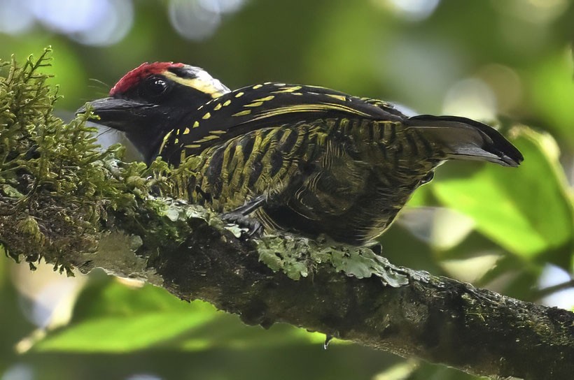 Yellow-spotted Barbet - ML626284084