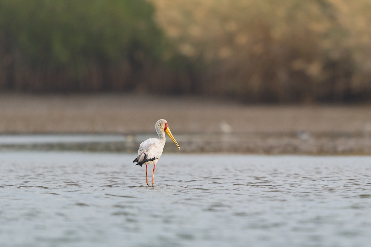 Yellow-billed Stork - ML626284217