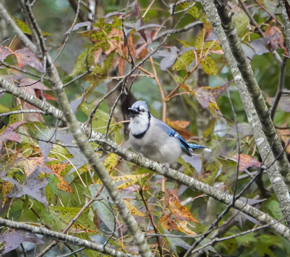 Blue Jay - ML626284274