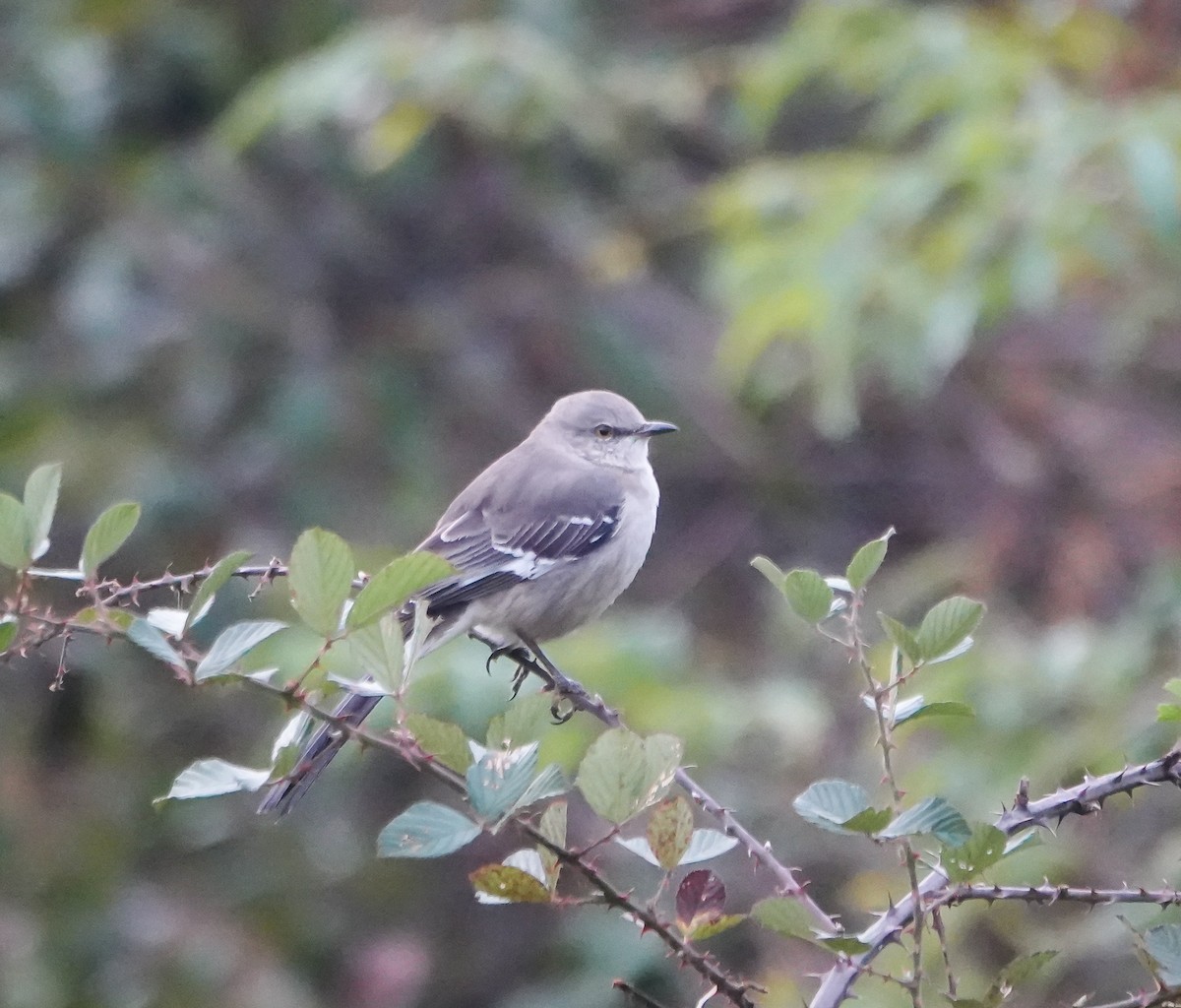Northern Mockingbird - ML626284276