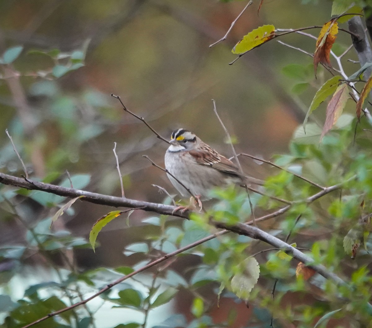 White-throated Sparrow - ML626284278