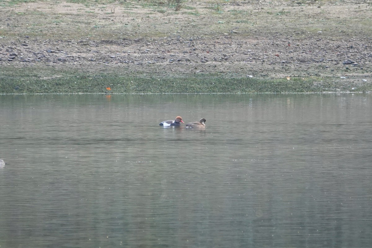 Ahate gorrizta - ML626284324