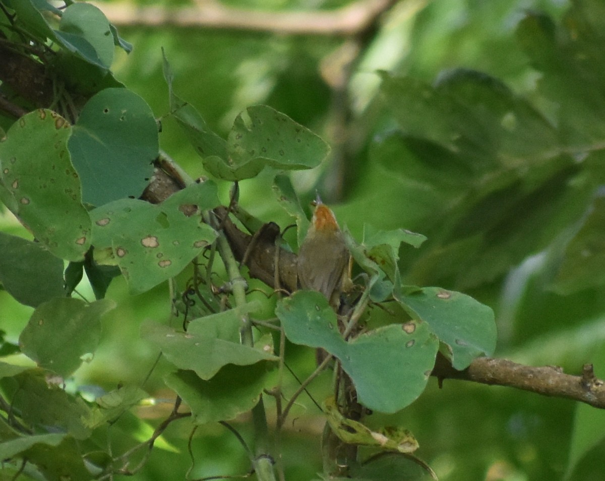 Rufous-fronted Babbler - ML626284416