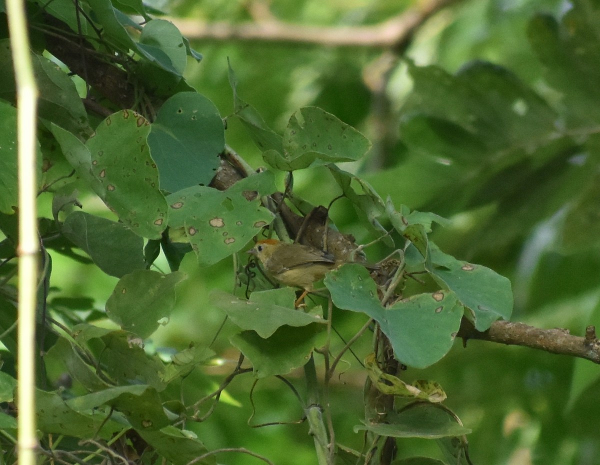 Rufous-fronted Babbler - ML626284417