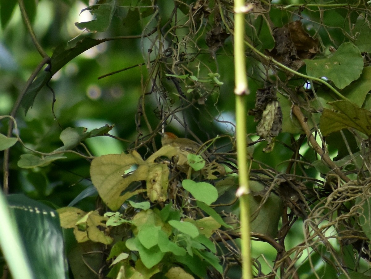 Rufous-fronted Babbler - ML626284418