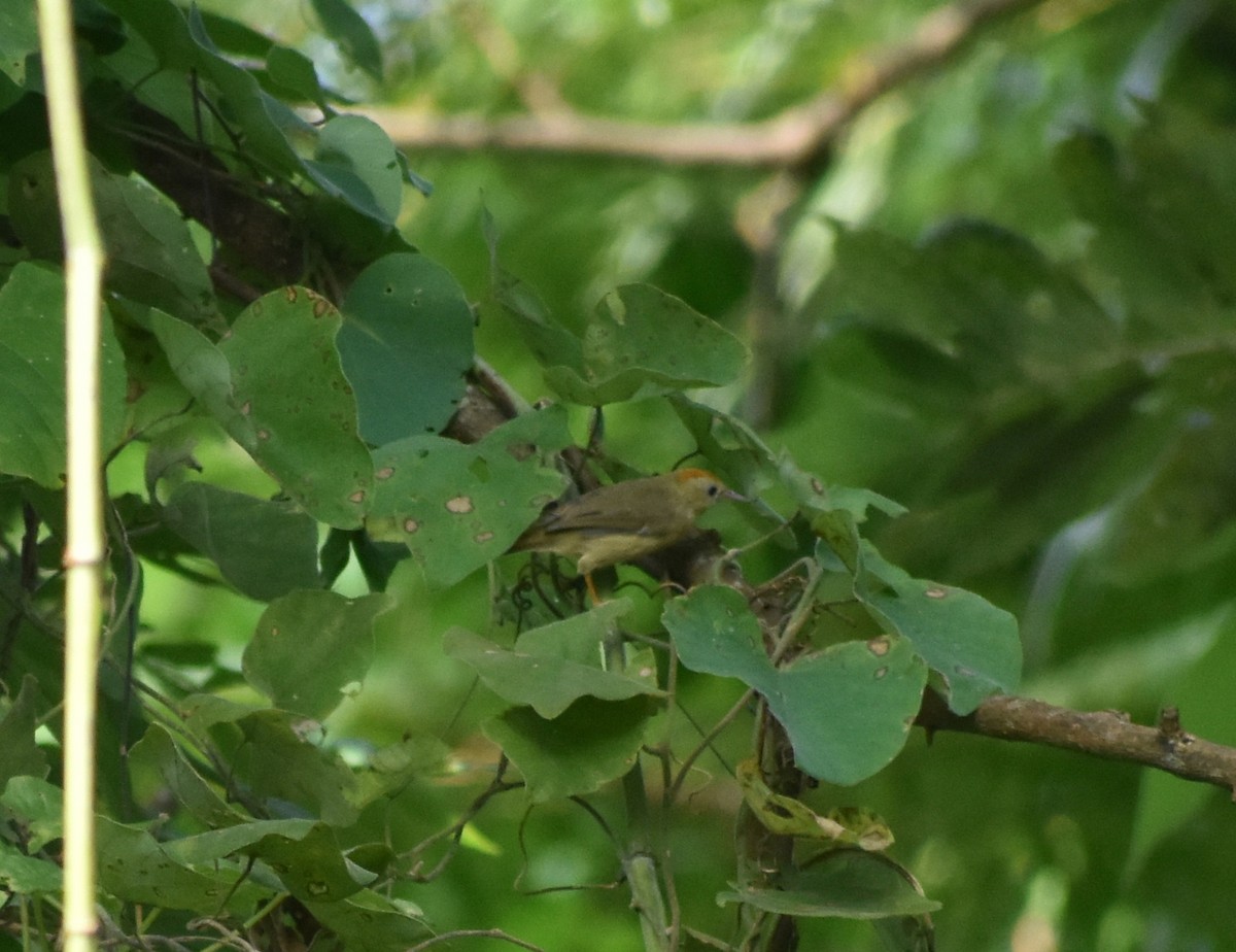 Rufous-fronted Babbler - ML626284419