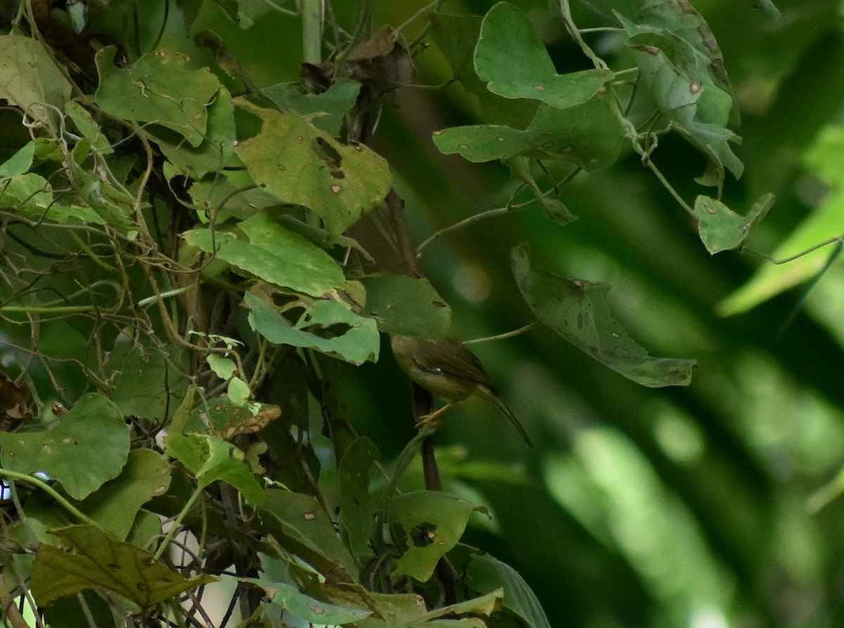 Rufous-fronted Babbler - ML626284420