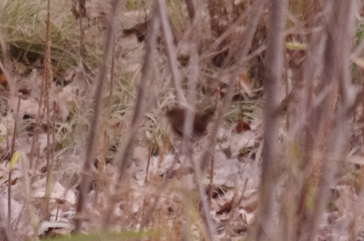 Pacific/Winter Wren - ML626284861