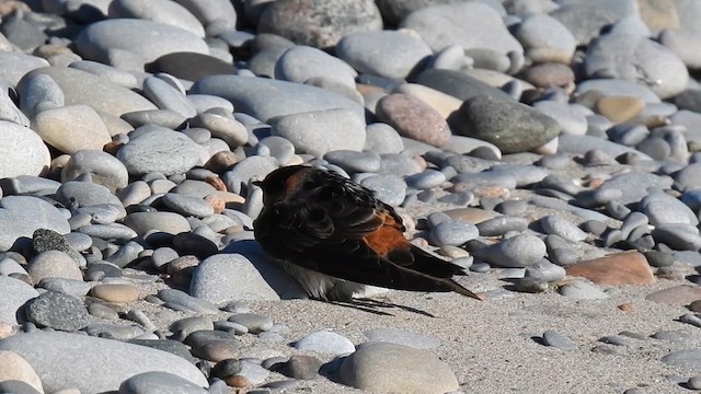 Cave Swallow - ML626285102
