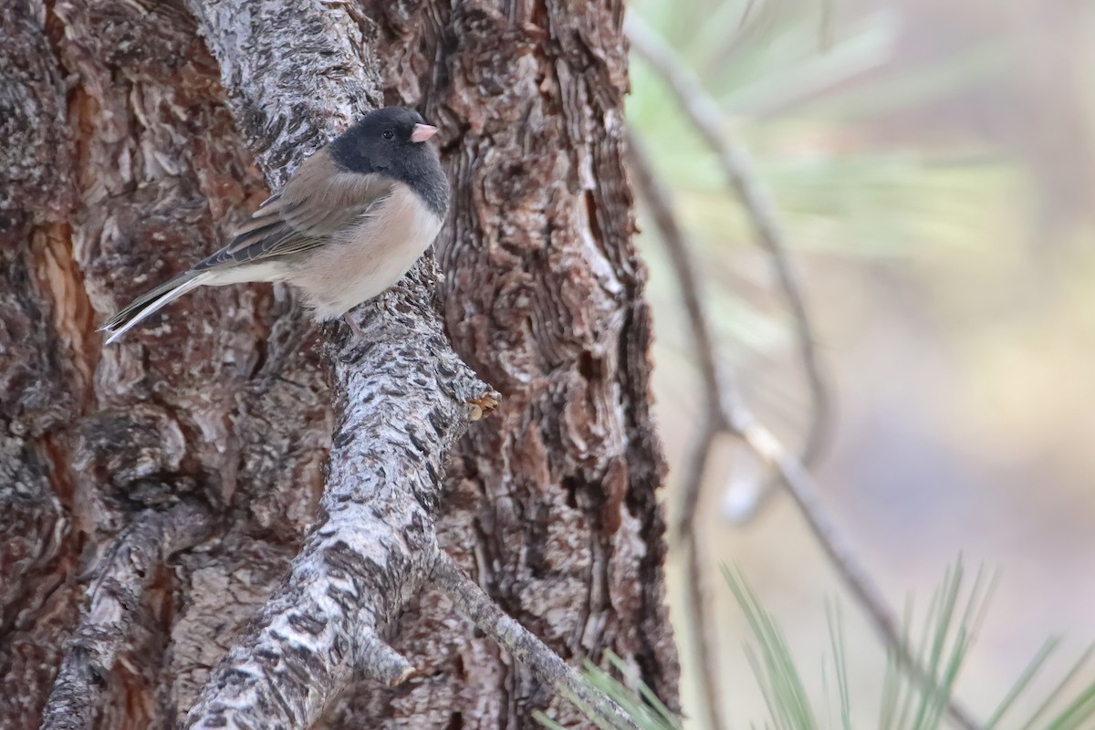 strnadec zimní [skupina oreganus] - ML626285166