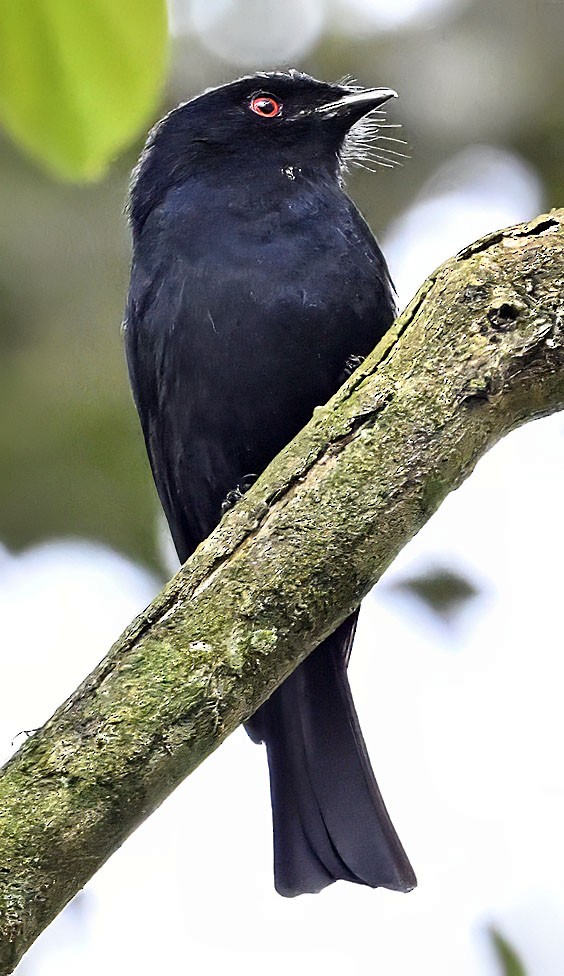 Sharpe's Drongo - ML626285324