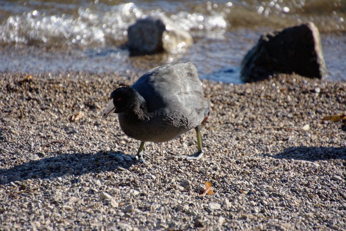 American Coot - ML626285334