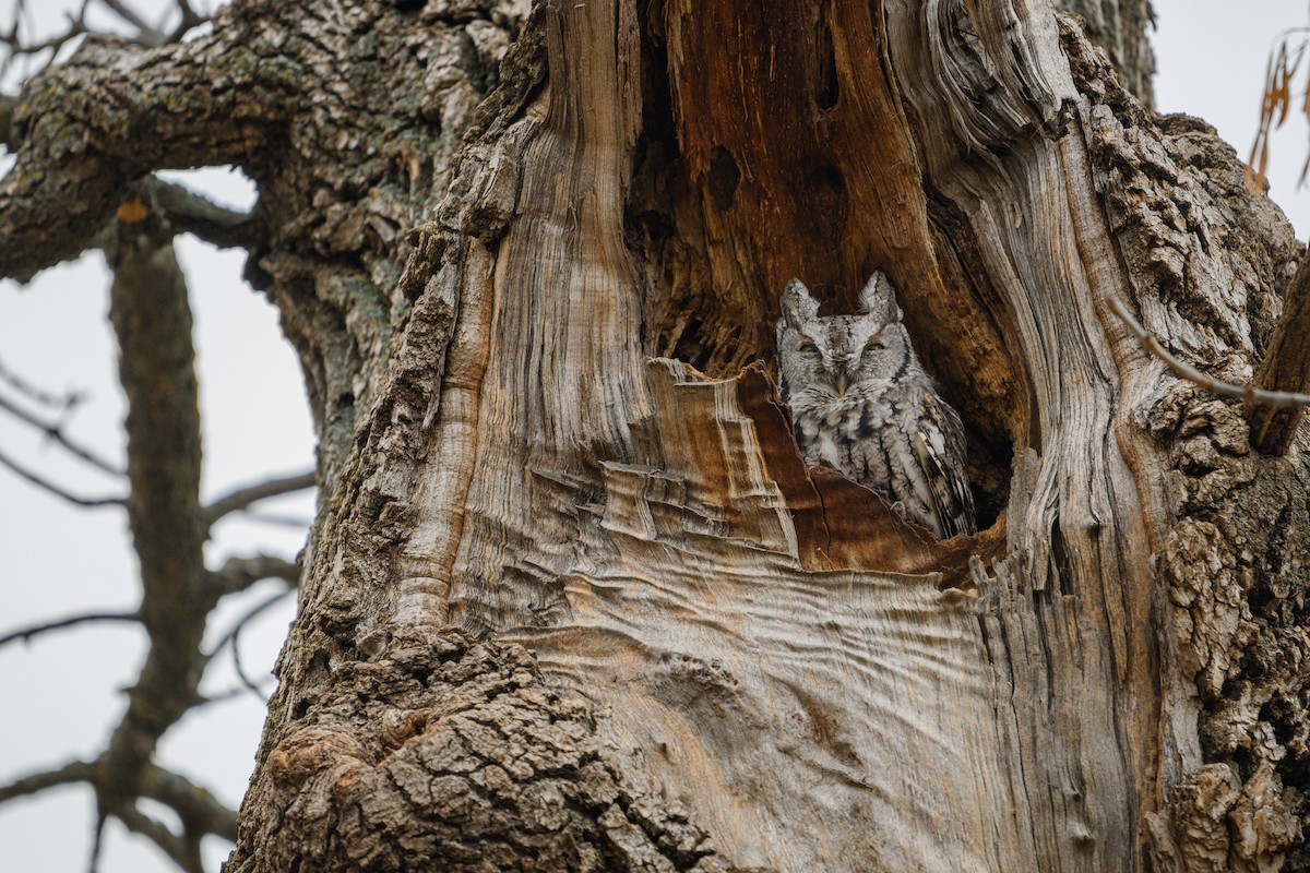 Eastern Screech-Owl - ML626285401