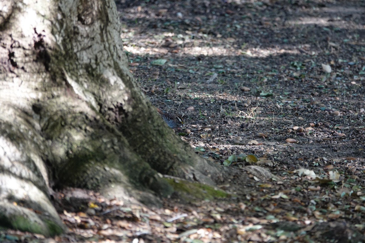 White-throated Sparrow - ML626285412