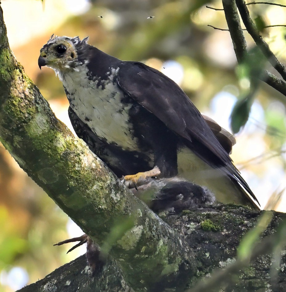 Black Goshawk - ML626285509