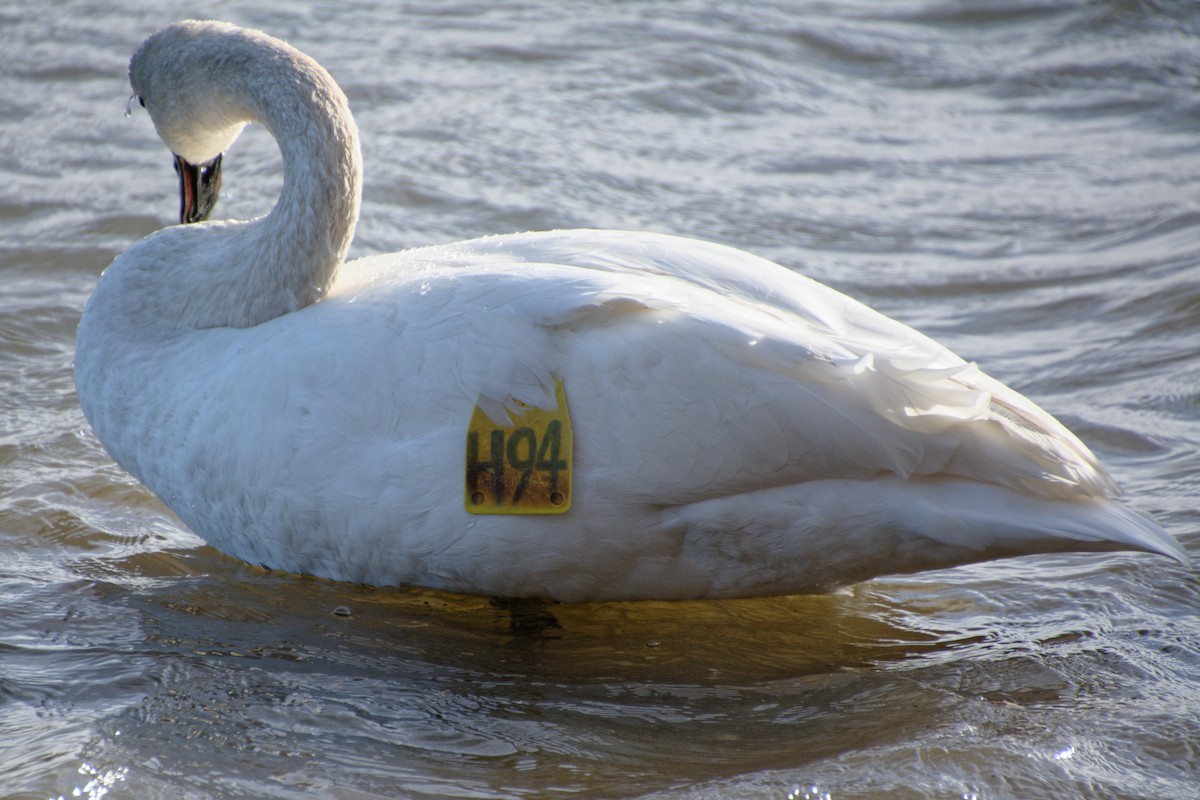 Trumpeter Swan - ML626285586