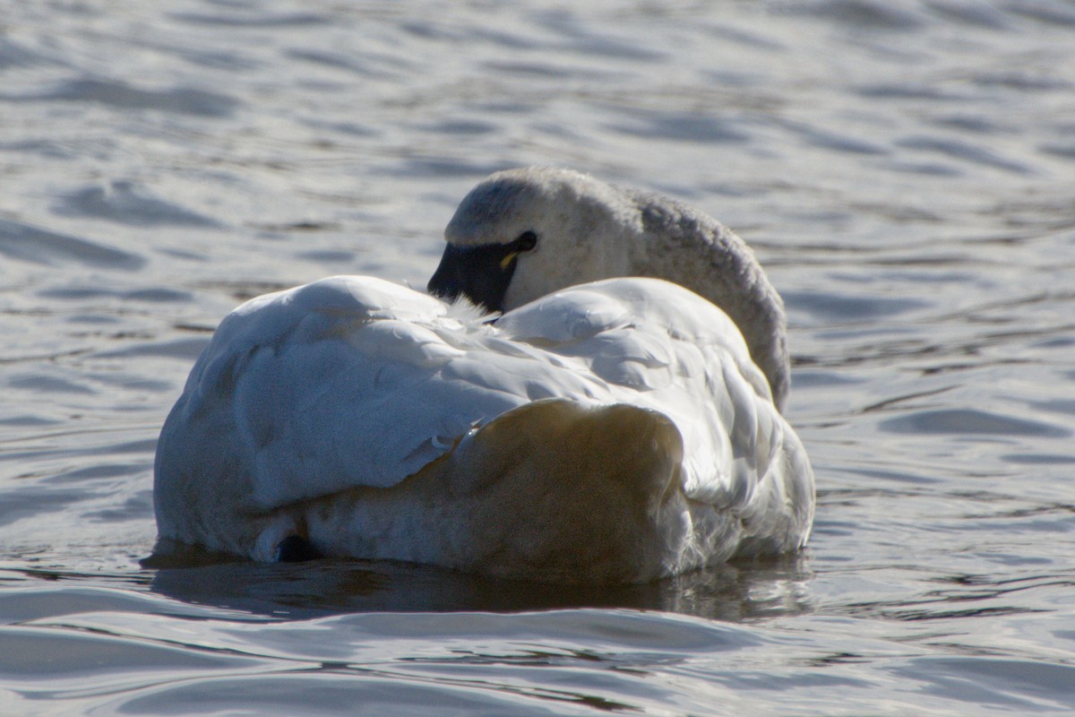 Tundra Swan - ML626285628