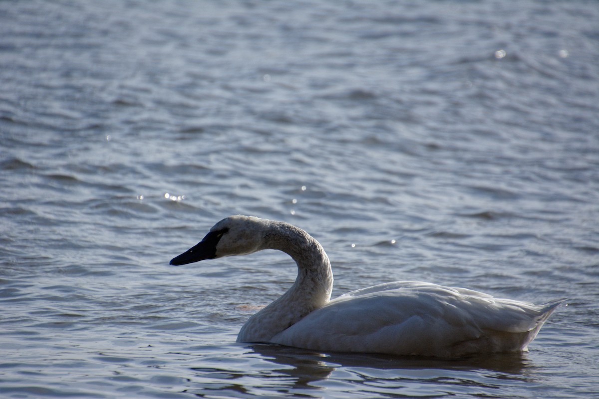 Tundra Swan - ML626285629