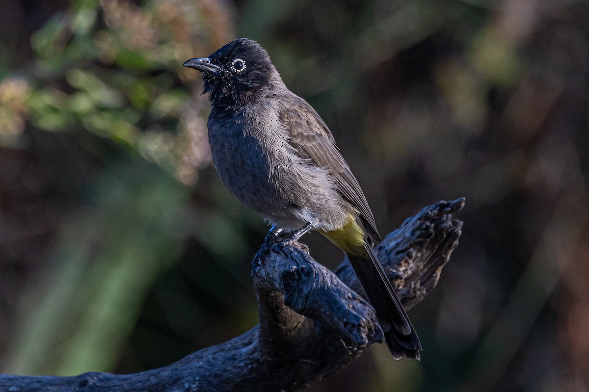 White-spectacled Bulbul - ML626285632