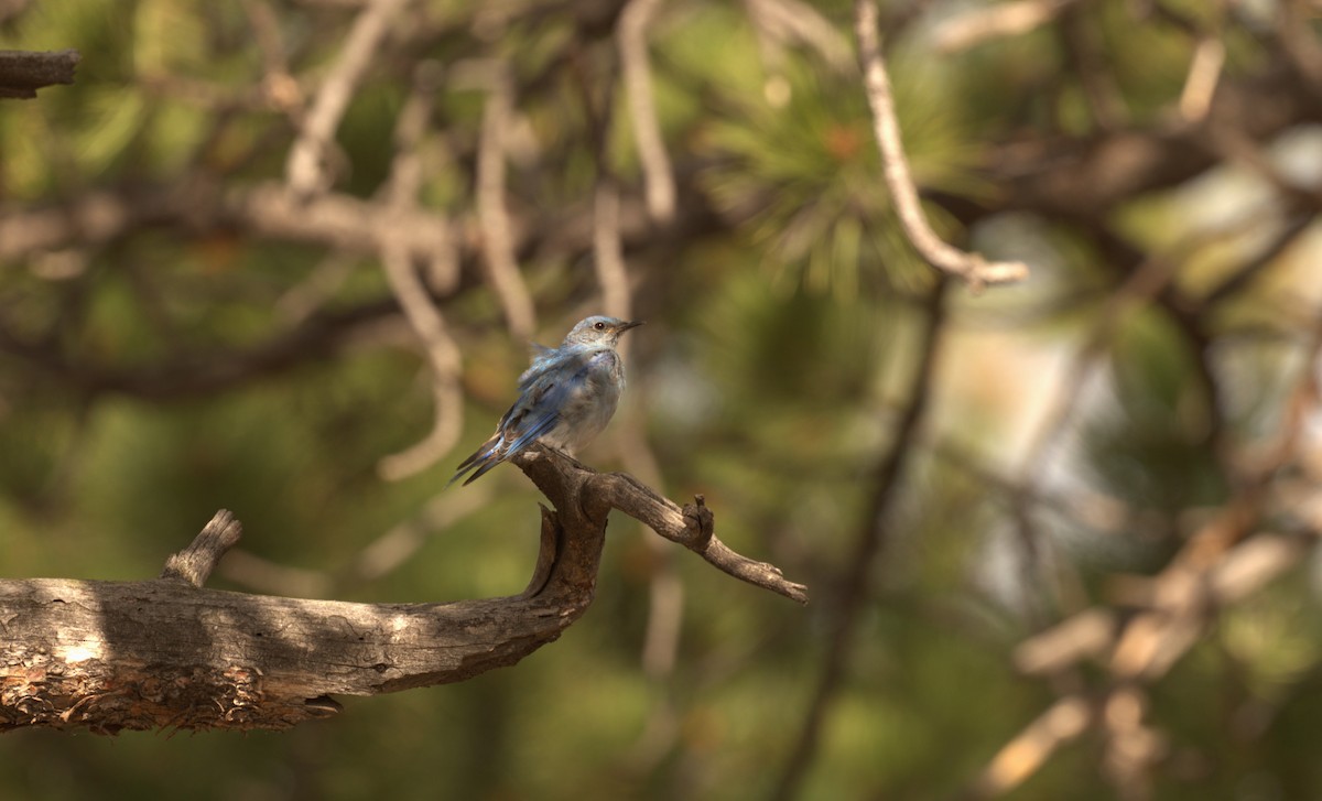 Mountain Bluebird - ML626285661