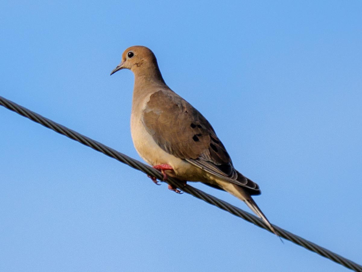 Mourning Dove - ML626285664
