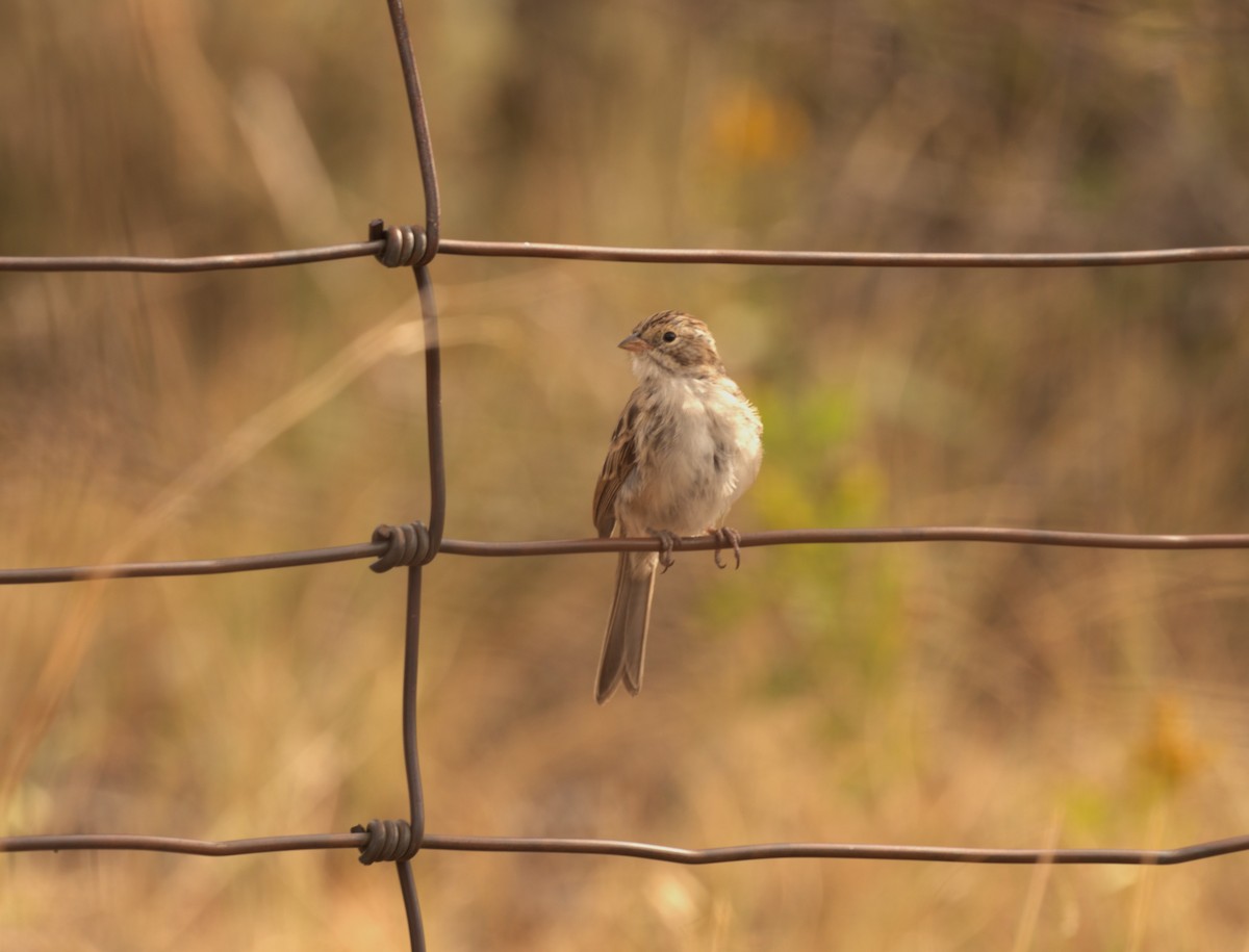 Brewer's Sparrow - ML626285690