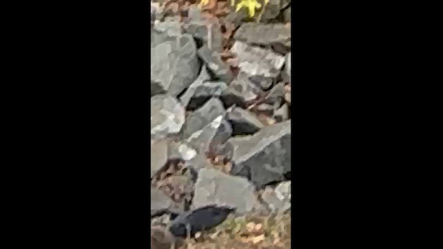 Black Vulture - ML626285755