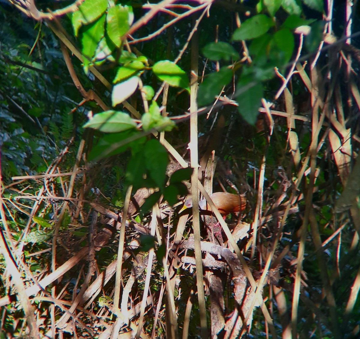 Gray-cowled Wood-Rail - ML626285759