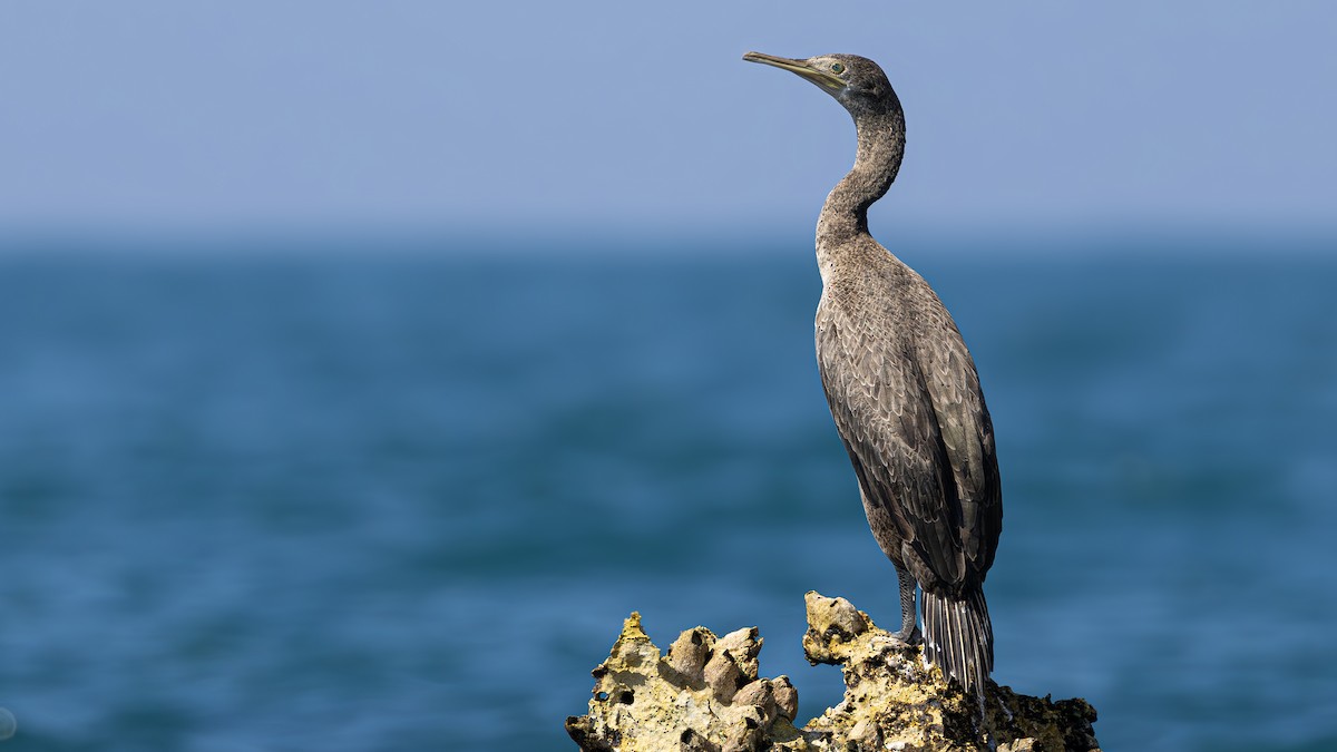 Socotra Cormorant - ML626285903