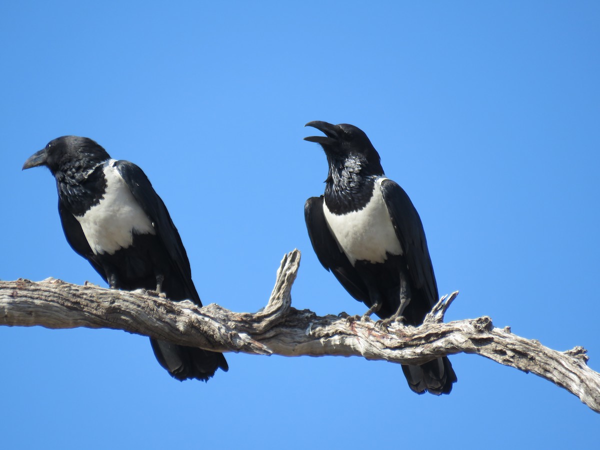 Pied Crow - ML626285960