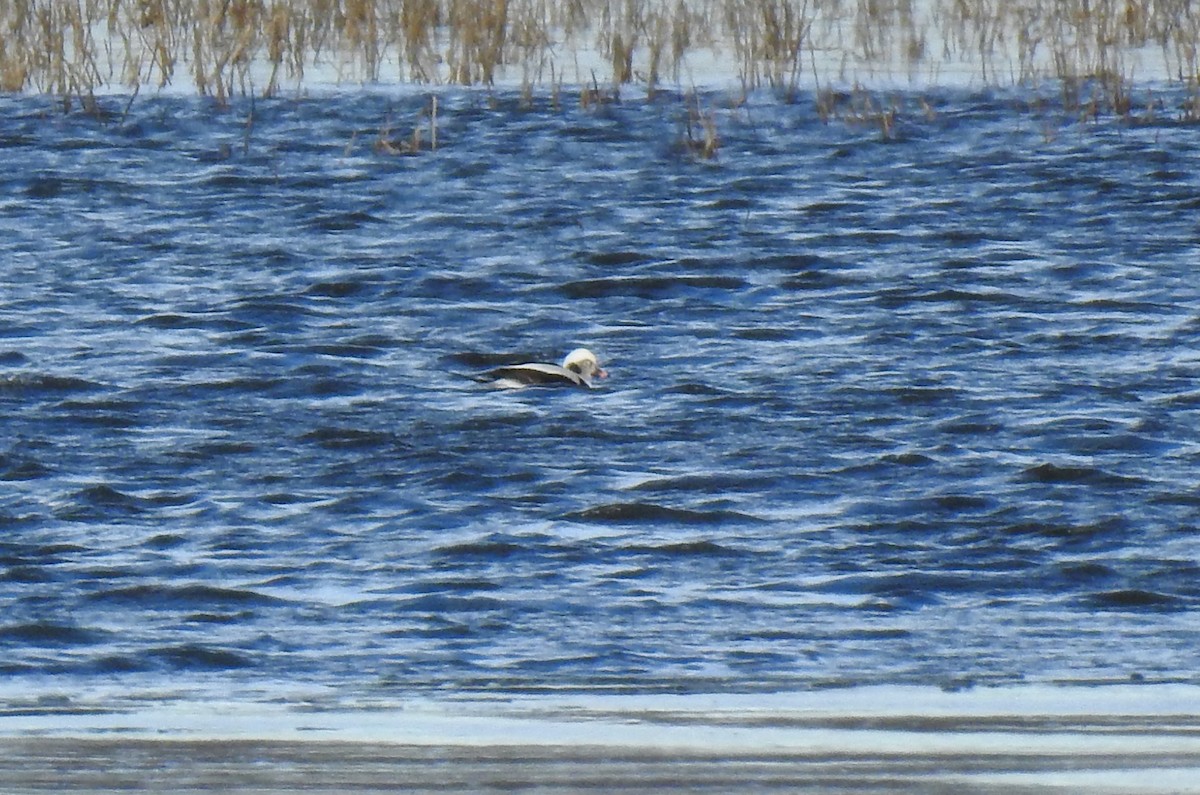 Мөнгөлөг шунгаахай - ML626285987