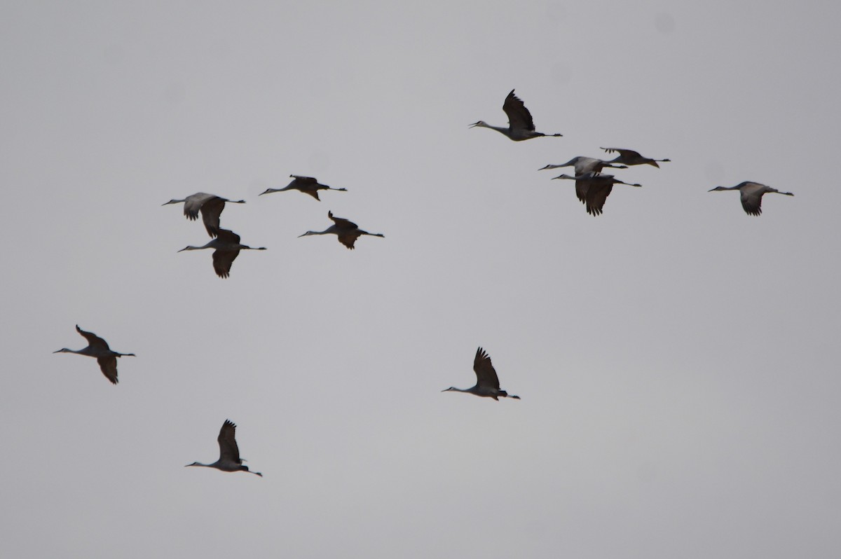 Орог тогоруу - ML626285990