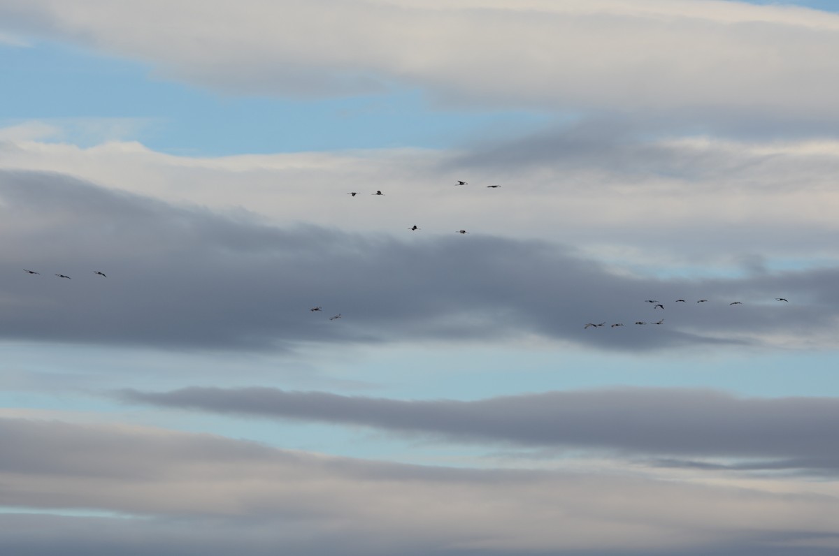 Орог тогоруу - ML626285994