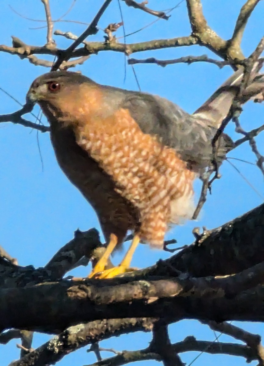 Cooper's Hawk - ML626286002
